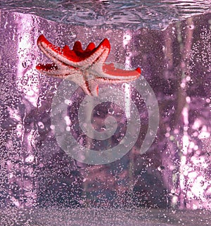 red starfish swims in the water on a pink background