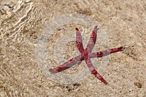 Red starfish in the warm clear water of the Red Sea, Egypt