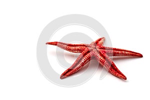 Red Starfish on white