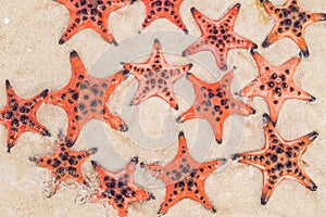 Red starfish on white sand on sunny tropical beach