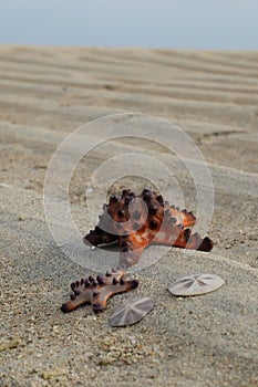 Red starfishes on the surface of the sand when sea fully recedes photo