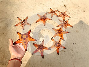 Red starfishes on white sand on sunny tropical beach, Phu quoc island, beautiful red starfish in crystal clear sea, travel concept