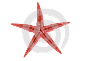 Red starfishs photo