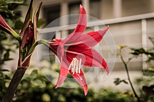 Red Stargazer Lily Flower