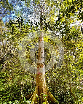 Red-stemmed fig tree in nature reserve