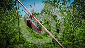 Red sternocera on stick