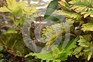 Red stick insect on green, red-veined leaves