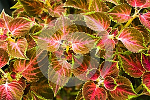 Red - stinging- nettle field