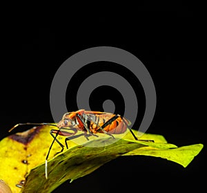 Red Stink Bug, a macro shot