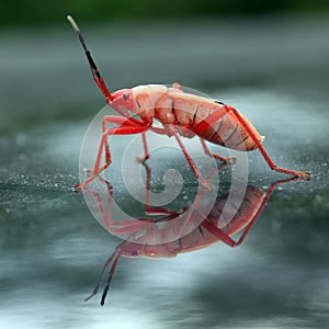 Red stinkbug