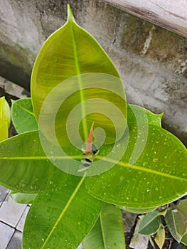 Red Stipule of Ficus Elastica & x28;Karet Kebo& x29; photo