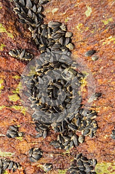 Red stone with black shells.