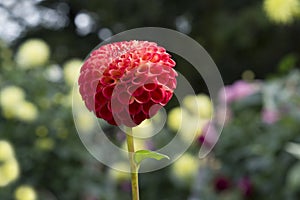 Red Stoneleigh Joyce Dahlia