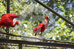 Red Stork Bird Ibises