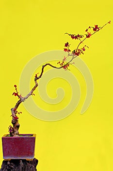 Red strap flower (loropetalum chinese var. rubrum) in bonsai form