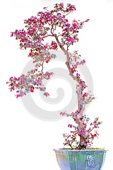 Red strap flower (loropetalum chinese var. rubrum) in bonsai form