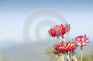 Red Straw flower or everlasting flower