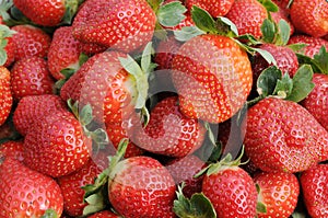 Red strawberries