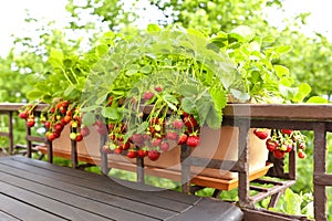 red strawberries balcony home gardening photo