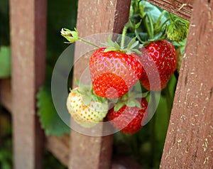 Red strawberries in the garden.