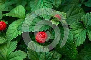 Red strawberries in the garden close-up