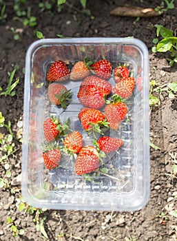 Red strawberries in the garden