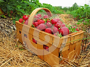 Red strawberries in a wooden basket
