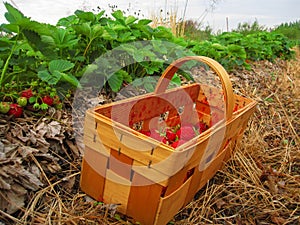 Red strawberries in a wooden basket