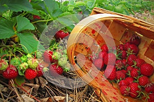 Red strawberries in a wooden basket