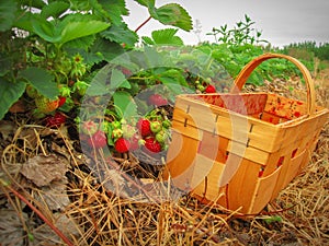 Red strawberries in a wooden basket