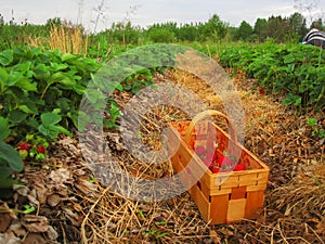 Red strawberries in a wooden basket