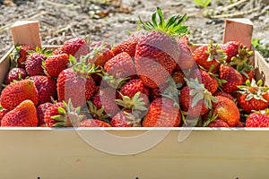 Red strawberries in a wooden box strawberry farm