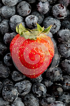 Red strawberry on a background of blueberries