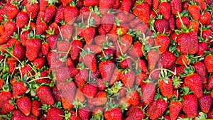 Red strawberry. background wallpaper food