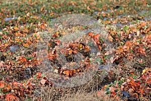 red Strawberry foliage