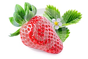 Red strawberry fruit with green leaves and flower isolated on white background.