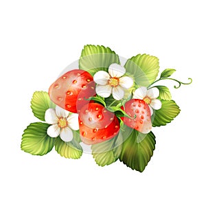 Red strawberry fruits with green leaves. Digital painting illustration isolated on white background