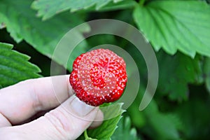 Red strawberry in hand on green leaves background. Fresh ripe berry.