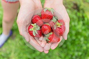 Red strawberry in hand