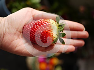 Red strawberry in hand.