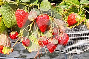 Red of Strawberry hanging farm full of ripe strawberries in strawberry farm