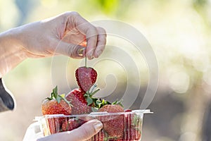 Red strawberry pick up women`s hand from strawberry plassic box with green outdoor background