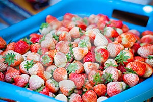 Red strawberry in plantation