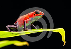 Red strawberry poison dart frog Costa rica