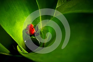 Red Strawberry poison dart frog, Dendrobates pumilio, in the bro photo