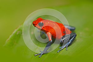 Red Strawberry poison dart frog, Dendrobates pumilio, in the nature habitat, Costa Rica. Close-up portrait of poison red frog. Fro