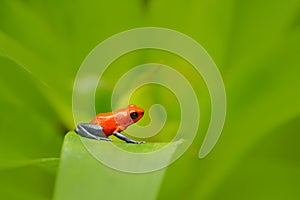 Red Strawberry poison dart frog, Dendrobates pumilio, in the nature habitat, Costa Rica. Close-up portrait of poison red frog. Rar