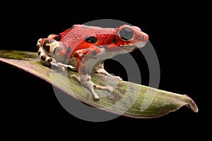 Red strawberry poison dart frog photo