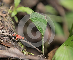 Red strawberry poison dart frog Oophaga pumiliom at Bastimento