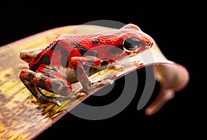 Red strawberry poison dart frog Panama rain forest photo